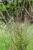 Nanjing cherry (Prunus tomentosa) restarting after a late frost episode, Tarn et Garonne, France