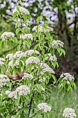 Blackhaw (Viburnum prunifolium) in bloom, Tarn et Garonne, France.