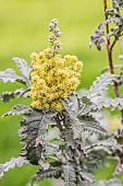 Karoo Sagewood (Buddleja glomerata) in bloom, Tarn et Garonne, France