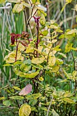 Rose severely affected by a virus disease (Rose mosaic virus complex, also called RMVc), in a garden, France.