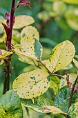 Rose severely affected by a virus disease (Rose mosaic virus complex, also called RMVc), in a garden, France.