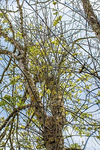 Twig_of_a_hundredyearold_common_ash_attacked_by_chalarosis_in_Normandy_in_spring_the_tree_emits_new_