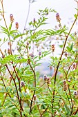 Yunnan licorice (Glycyrrhiza yunnanensis) in bloom, Tarn et Garonne, France