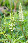 Canadian milkvetch (Astragalus canadensis) flowers, Tarn et Garonne, France