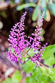 Madeira Germander (Teucrium betonicum) flowers, France