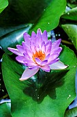 Water Lily Nymphaea Fay Mac Donald, hybrid and hardy variety, in June, Tarn et Garonne, France