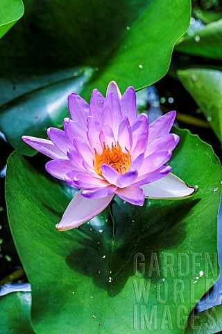 Water_Lily_Nymphaea_Fay_Mac_Donald_hybrid_and_hardy_variety_in_June_Tarn_et_Garonne_France