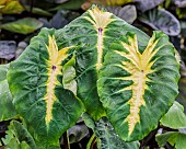 Colocasia Hot Lava, Colocasia esculenta Hot Lava, ornamental variety of colocasia with variegated leaves