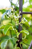 Asiatic jasmine (Jasminum lanceolaria) flowers, France