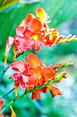 Crocosmia Okavango, flowers