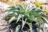 Mangave Falling Waters, hybrid of Agave and Manfreda, rosette, Ariège, France