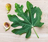 Fig tree Rosée de lAude, leaf and fruit, France