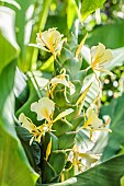 Ginger lily (Hedychium maximum) flower cone, rhizomatous semi-hardy species.