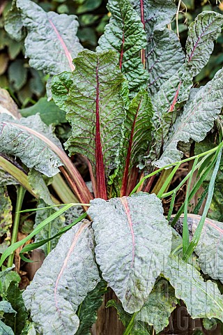Chard_plant_severely_affected_by_powdery_mildew_late_summer_LoiretCher_France