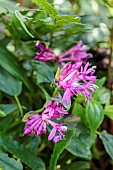 Fordiophyton (Fordiophyton faberi) flowers, Melastomataceae from China.