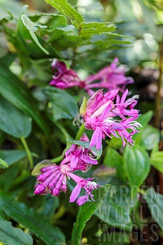 Fordiophyton_Fordiophyton_faberi_flowers_Melastomataceae_from_China