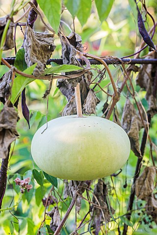 Fruit_of_the_flat_Corsican_calabash_an_inedible_gourd_that_was_once_used_as_a_gourd