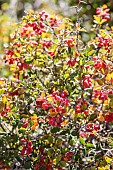 Mount Etna barberry (Berberis aetnensis) in fruit in October, Plateau du Coscione, Corse-du-Sud, France