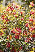 Mount Etna barberry (Berberis aetnensis) in fruit in October, Plateau du Coscione, Corse-du-Sud, France