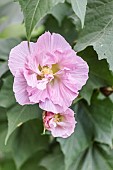 Confederate rose, Hibiscus mutabilis Futuna, flowers