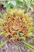 Hybrid Cycas (Cycas revoluta x Cycas debaoensis), female cone