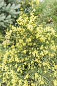 Willow-leaved wattle (Acacia iteaphylla) flowers in October. Early species.