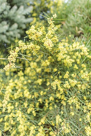 Willowleaved_wattle_Acacia_iteaphylla_flowers_in_October_Early_species