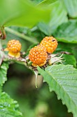 Lean raspberry (Rubus macilentus), an Asian bramble, Tarn et Garonne, France