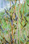 Common Osier (Salix viminalis) affected by willow black spot, caused by Marssonina salicigena.