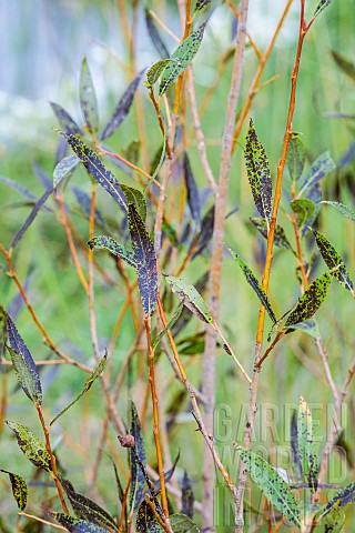 Common_Osier_Salix_viminalis_affected_by_willow_black_spot_caused_by_Marssonina_salicigena