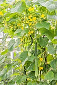 Cucumber Vert très long de Chine in greenhouse