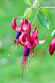 Fuchsia Ville de Rocquencourt, variety resistant to the fuchsia mite (Aculops).