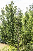 Young oak showing early dieback and crown descent in summer due to wood-boring insect attack, Tarn et Garonne, France