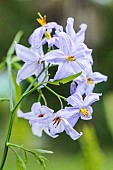 Almond-leaved nightshade (Solanum amygdalifolium), flowers, semi-hardy climber.