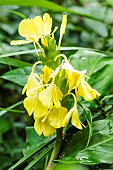 Wards ginger lily (Hedychium wardii) flowers, Perennial plant with rhizome, semi-hardy, Tarn et Garonne, France