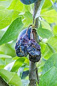 Plums affected by moniliasis in summer, France.