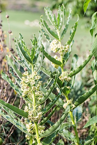 Uzara_Xysmalobium_undulatum_flowers_South_African_medicinal_plant
