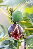 Fig bursting during a thunderstorm after a dry spell in summer, Tarn et Garonne, France