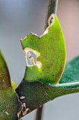 Traces of slug or snail attack on a Moth Orchid (Phalaenopsis sp)