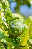 Orange affected by Citrus Leafminer (Phyllocnistis citrella), Greece.