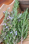 Freshly harvested rosemary (Rosmarinus officinalis).