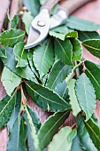 Freshly harvested Sweet bay (Laurus nobilis)