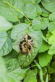 First stage of late blight attack on a potato crop, in spring, in a wet climate.