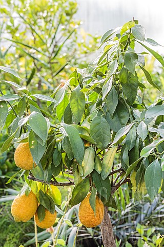 Symptom_of_lack_of_water_on_a_citrus_fruit_hanging_leaves_dull_appearance