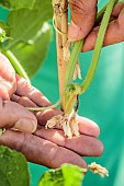 Cucumber flower that aborted in summer due to lack of pollination.