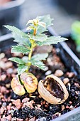 Canyon Oak (Quercus chrysolepis) seedling, in a pot.