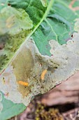 Orange larvae of the beet fly (Pegomya betae) gnawing on the inside of a leaf of Dock (Rumex sp).
