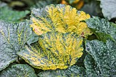 Physiological leaf yellowing on a yellow-fruited courgette: a classic symptom on yellow-fruited varieties, with no impact on plant health.