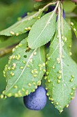 Plum tree affected by the plum pest, a mite causing small blisters on the leaves of the plum tree.