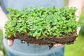 Hands holding a patch of clover: creeping clover can be laid in a patch like grass.